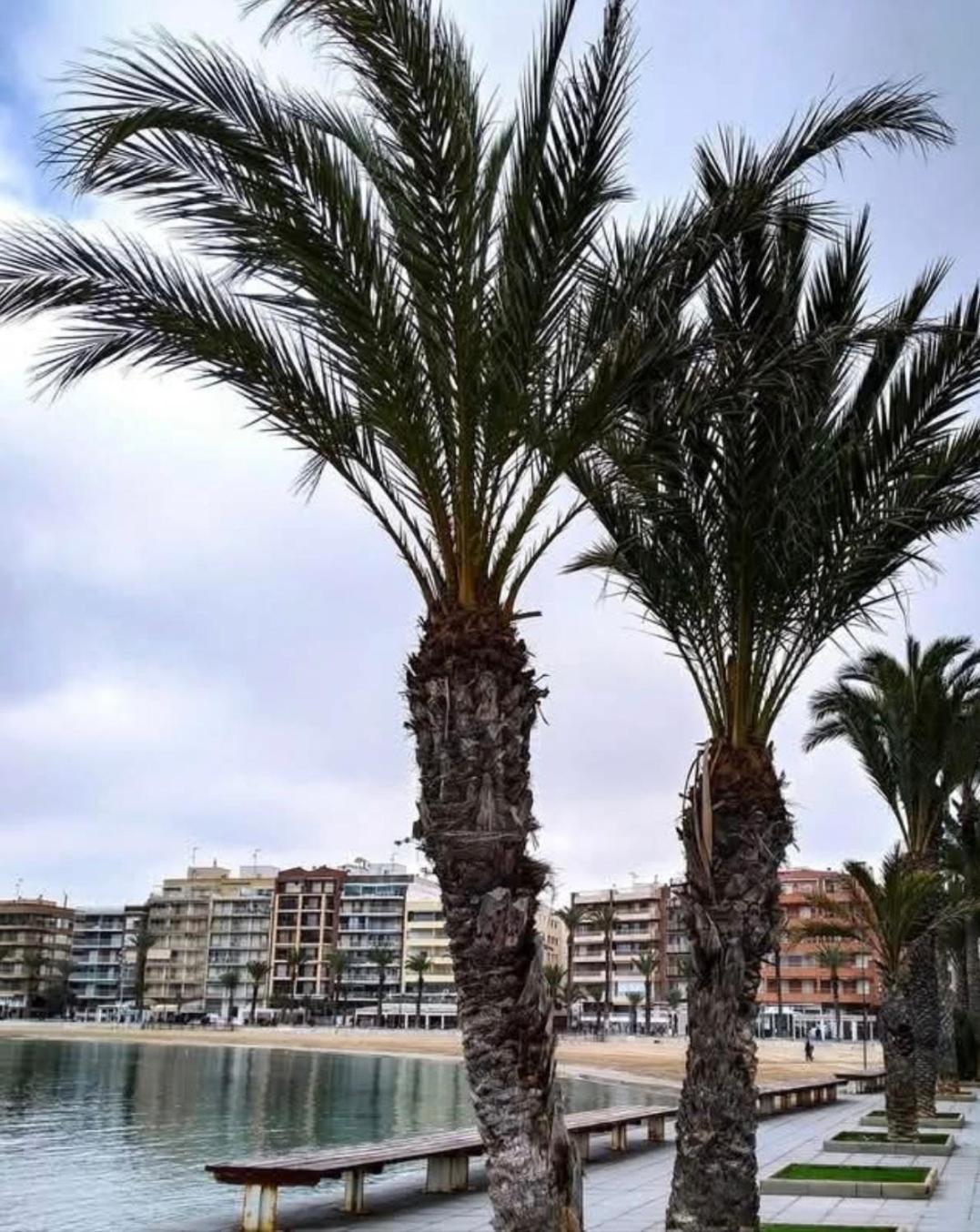 Calle De Palangre 17 Apartment Torrevieja Ngoại thất bức ảnh